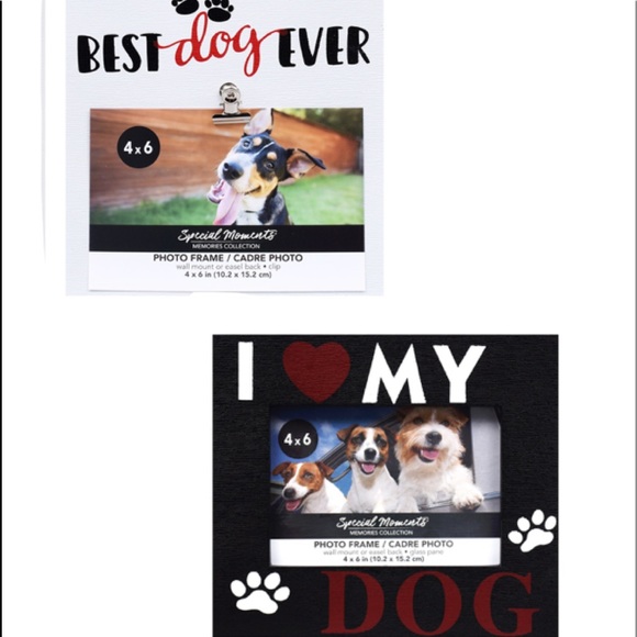 Why Does My Dog Like The Wall